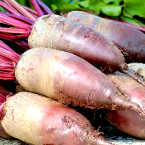 Burak czerwony Opolski