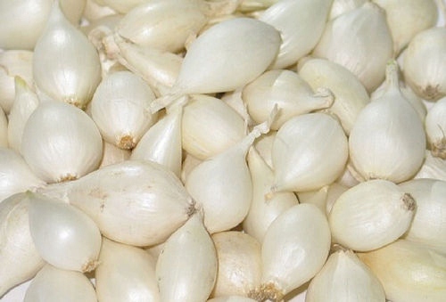 Cebula Czosnkowa (biała)