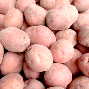 Ziemniak Bellarosa
